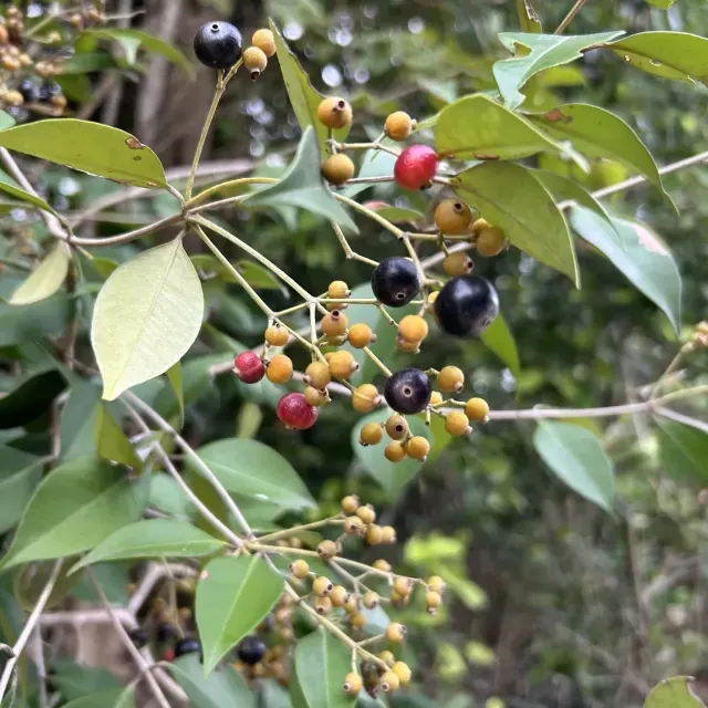 thumbnail for publication: Myrcia neopallens: Spicewood, Pale Lidflower